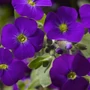 Kép 2/2 - Aubrieta hybrida 'Glacier Blue' / Lila virágszínű pázsitviola