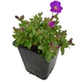 Kép 1/2 - Aubrieta hybrida 'Glacier Blue' / Lila virágszínű pázsitviola