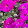 Kép 2/2 - Aubrieta hybrida 'Glacier Red' / Ciklámen virágszínű pázsitviola