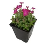 Kép 1/2 - Aubrieta hybrida 'Glacier Red' / Ciklámen virágszínű pázsitviola