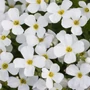 Kép 2/2 - Aubrieta hybrida 'Regado White' / Fehér virágszínű pázsitviola