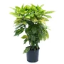 Kép 1/2 - Aucuba japonica 'Crotonifolia Gold' / Japán babérsom