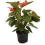 Kép 1/2 - Begonia 'Dragon Wing' / Sárkány begónia