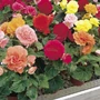 Kép 2/2 - Begonia x tuberhybrida / Gumós begónia