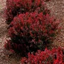 Kép 2/2 - Berberis thunbergii 'Bagatelle' / Japán törpe vérborbolya