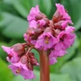Kép 2/2 - Bergenia cordifolia / Szívlevelű bőrlevél
