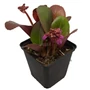 Kép 1/2 - Bergenia cordifolia / Szívlevelű bőrlevél