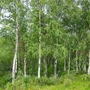 Kép 3/3 - Betula pendula / Közönséges nyírfa