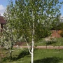 Kép 3/3 - Betula utilis 'Jacquemonti' / Himalájai nyírfa