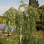 Kép 2/2 - Betula utilis 'Long Trunk' / Csüngő himalájai nyírfa