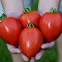 Kép 2/2 - 'Big Mama F1' paradicsom palánta
