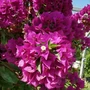 Kép 1/2 - Bougainvillea glabra 'Sanderiana' / Lila virágú murvafürt