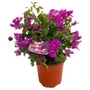Kép 2/2 - Bougainvillea glabra 'Sanderiana' / Lila virágú murvafürt