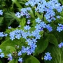 Kép 2/2 - Brunnera macrophylla / Kaukázusi nefelejcs