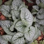 Kép 2/2 - Brunnera macrophylla 'Jack the Giant' / Kaukázusi nefelejcs