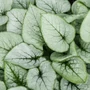 Kép 2/2 - Brunnera macrophylla 'Looking Glass' / Kaukázusi nefelejcs