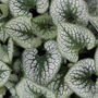 Kép 2/2 - Brunnera macrophylla 'Sea Heart' / Kaukázusi nefelejcs