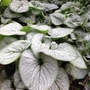 Kép 2/2 - Brunnera macrophylla 'Silver Heart' / Kaukázusi nefelejcs