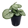 Kép 1/2 - Brunnera macrophylla 'Silver Heart' / Kaukázusi nefelejcs