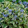 Kép 2/2 - Brunnera macrophylla 'Variegata' / Kaukázusi nefelejcs