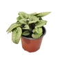 Kép 1/2 - Brunnera macrophylla 'Sterling Silver' / Kaukázusi nefelejcs