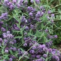 Kép 2/2 - Buddleija alternifolia  / Korai nyáriorgona