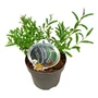 Kép 1/2 - Buddleija alternifolia  / Korai nyáriorgona