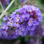 Kép 2/2 - Buddleija 'Blue Heaven' / Lila színű törpe nyáriorgona