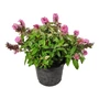 Kép 1/2 - Buddleija davidii 'Butterfly Candy Little Pink' / Rózsaszín virágú törpe nyáriorgona