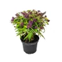 Kép 1/2 - Buddleija davidii 'Butterfly Candy Little Purple' / Lila virágú törpe nyáriorgona