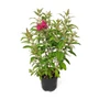 Kép 1/2 - Buddleija davidii 'Butterfly Candy Little Ruby' / Rózsaszín virágú törpe nyáriorgona
