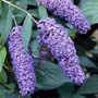 Kép 2/2 - Buddleija davidii 'Nanho Blue' / Lila virágszínű nyáriorgona