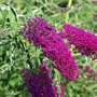 Kép 2/2 - Buddleija davidii 'Nanho Purple' / Lila nyáriorgona