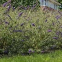 Kép 3/3 - Buddleja davidii 'Nanho Blue' / Lila virágszínű nyáriorgona