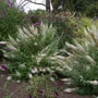 Kép 2/2 - Buddleja 'Free Petite Snow White' / Fehér virágú törpe nyári orgona