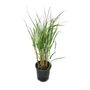 Kép 1/2 - Calamagrostis x acutiflora 'Karl Foerster' / Nádtippan