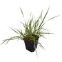 Kép 1/2 - Calamagrostis x acutiflora 'Overdam' / Tarka nádtippan