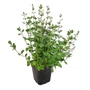 Kép 1/2 - Calamintha nepeta 'Marvelette Blue' / Lila virágú mirigyes pereszlény