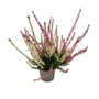 Kép 1/2 - Calluna vulgaris 'Garden Twin Girls' / Közönséges csarab (fehér és rózsaszín összeültetés)