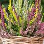 Kép 2/3 - Calluna vulgaris / Közönséges csarab