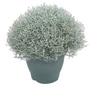 Kép 1/3 - Calocephalus brownii / Párnacserje
