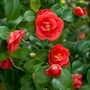 Kép 2/2 - Camellia japonica / Japán kamélia