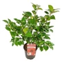 Kép 1/2 - Camellia japonica / Japán kamélia