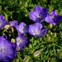 Kép 2/2 - Campanula carpathica 'Pristar Deep Blue' / Lila virágú kárpáti harangvirág