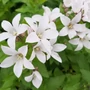 Kép 2/2 - Campanula lactiflora 'Alba' / Nagytermetű harangvirág