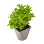 Kép 1/2 - Campanula lactiflora 'Alba' / Nagytermetű harangvirág