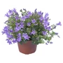 Kép 1/2 - Campanula portenschlagiana / Dalmát harangvirág