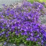 Kép 2/2 - Campanula poscharskyana 'Stella' / Balkáni harangvirág