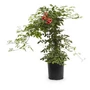 Kép 1/3 - Campsis radicans / Amerikai trombitafolyondár