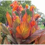 Kép 2/2 - Canna indica 'Tropicanna' / Tarka levelű rózsanád